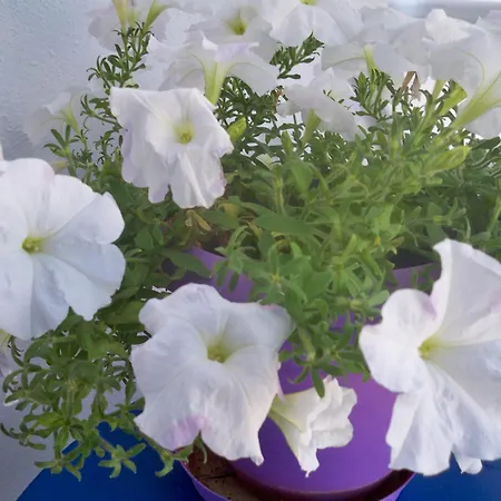 Heliotropio & Aparthotel